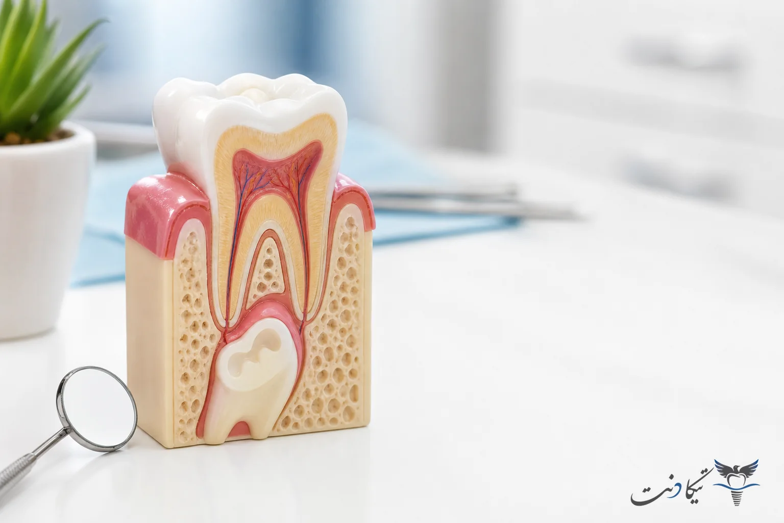 ساختار ریشه دندان شیری و جوانه دندان دایمی
